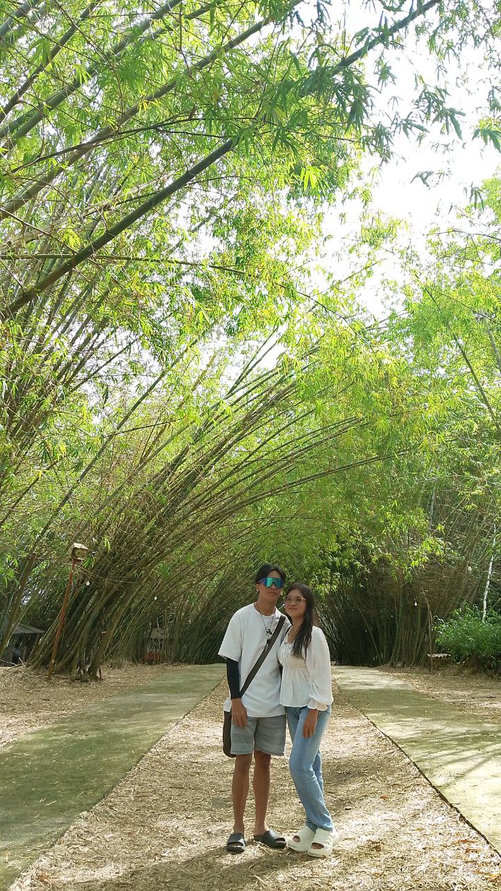 Bamboo 18